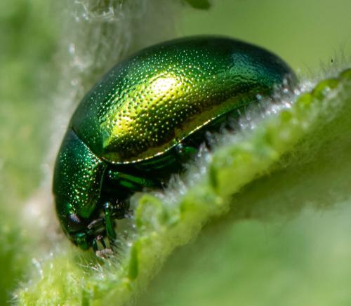 Chrysolina herbacea